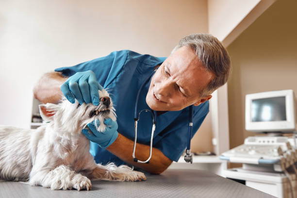 Best Emergency Tooth Extraction in Lansford, PA